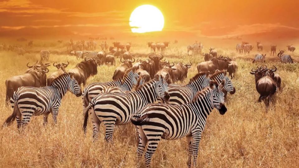 Tanzania & Zanzibar 08Nights 09Days